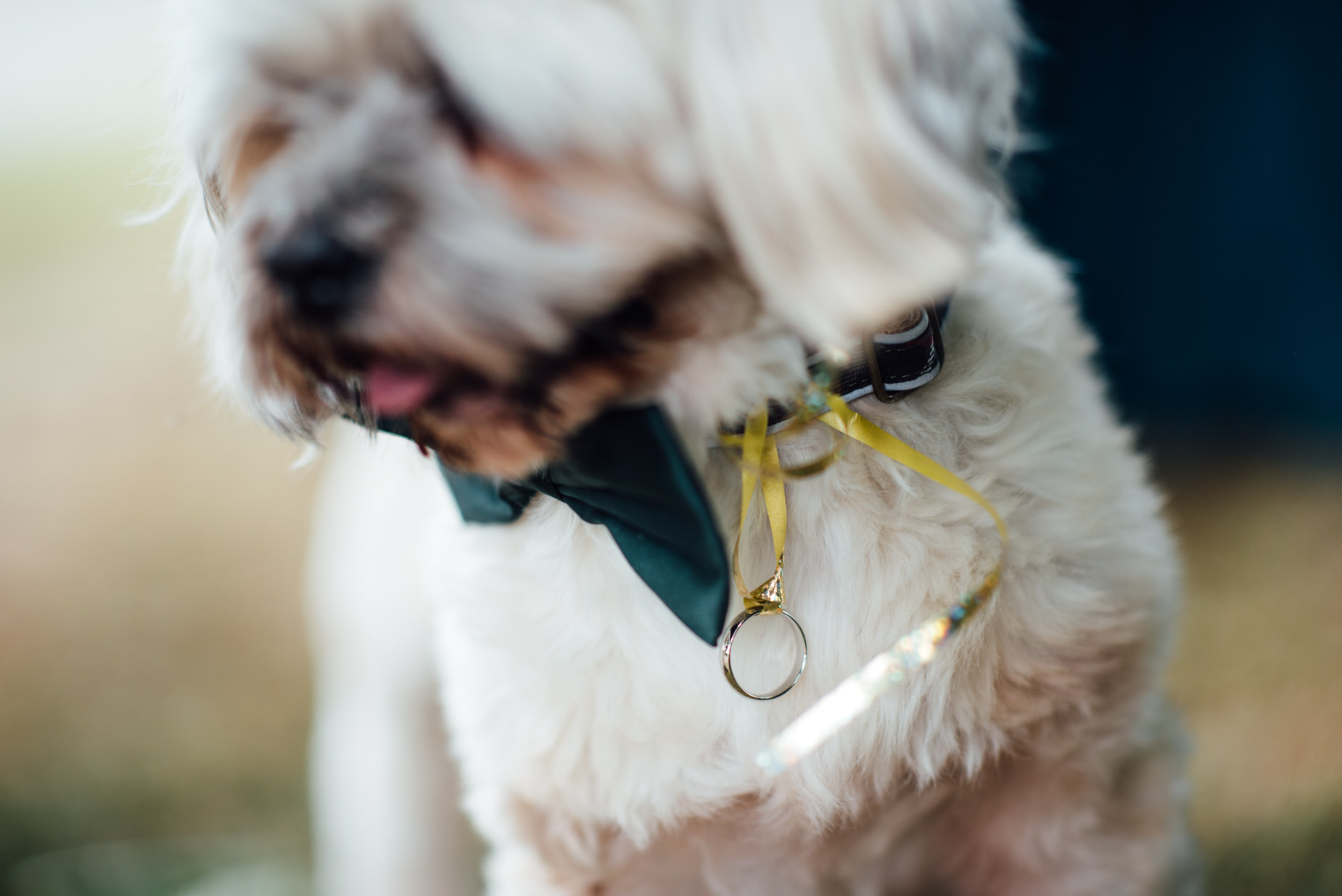 doggy ring bearer, stone barn wedding, cotswolds wedding, queer wedding, dogs at wedding