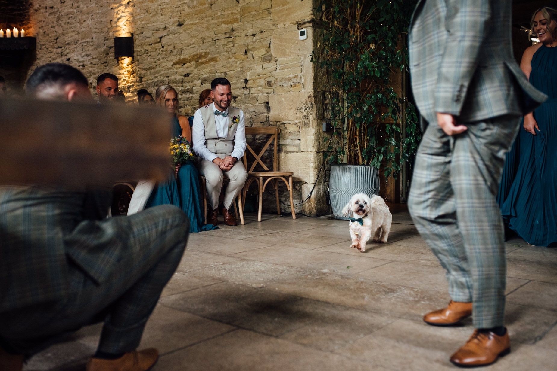 doggy ring bearer, stone barn wedding, cotswolds wedding, queer wedding, dogs at wedding